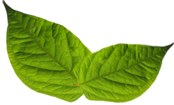 Japanese Knotweed Leaf